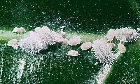 Một số loài kiến giúp bảo vệ sâu ăn bột khỏi kẻ thù như bọ cánh cứng và côn trùng cánh ren xanh lục. Đổi lại, sâu ăn bột giải phóng ra một loại mật ngọt - được xem là nguồn thức ăn hảo hạng cho kiến.