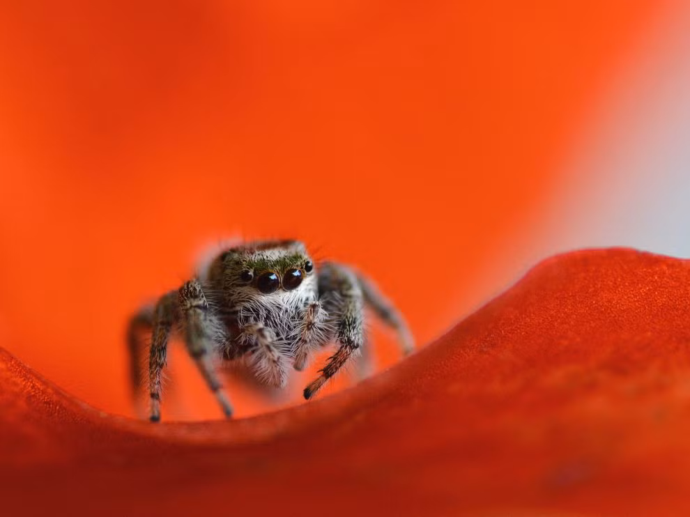 Một con nhện đang bị lạc trong một bông hoa rực đỏ, bức ảnh được chụp tại vùng quê Tewksbury, NJ, USA.