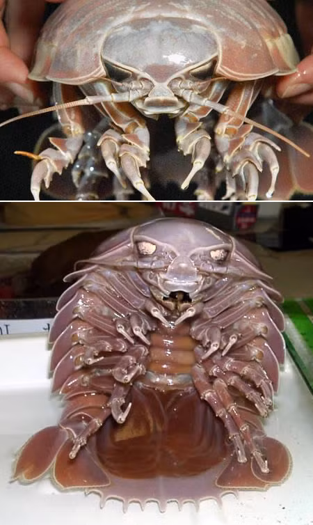 Rận biển khổng lồ có kích thước khoảng từ 17cm đến 55cm. Chúng thường sinh sống ở vùng biển sâu, có nhiệt độ thấp và không hề có ánh sáng. Chúng tồn tại bằng cách ăn xác cá chết và những động vật biển khác. 