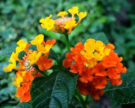  Hoa ngũ sắc. Hoa ngũ sắc có nhiều màu khác nhau và có mùi hăng hắc gần giống hoa vạn thọ, do đó giúp xua đuổi muỗi trong vườn nhà.