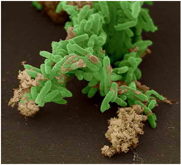  Vi khuẩn Geobacter. Vi khuẩn Geobacter được sử dụng để giữ ổn định, ngăn chặn các chất độc hại như uranium phát triển rộng, hạn chế những hậu quả tai hại do các sự cố rò rỉ phóng xạ gây ra. Loại vi khuẩn này có cơ chế trao đổi chất đặc biệt là chuyển các electron cho kim loại để lấy năng lượng từ thức ăn. Trong quá trình chuyển electron, vi khuẩn Geobacter biến kim loại từ dạng hòa tan thành dạng rắn, làm cho kim loại tách khỏi nước ngầm. Vì vậy đây là loại vi khuẩn giúp tiêu thụ ô nhiễm phóng xạ khá hiệu quả.