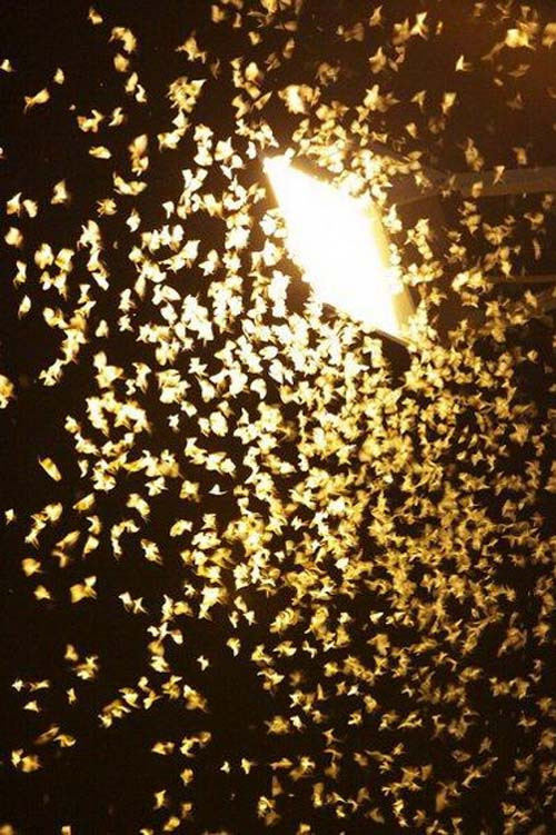 Thiêu thân hầu như không gây ảnh hưởng đến sức khoẻ con người. Tuy nhiên, chất dịch của chúng nếu dính vào da có thể gây ngứa ngáy khó chịu. 