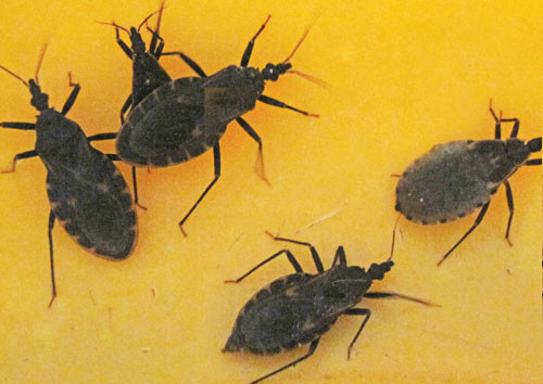 Bọ xít hút máu người có thể là trung gian truyền ký sinh trùng gây Chagas. Ký sinh trùng bệnh này có thể tồn tại trong cơ thể hàng chục năm rồi đột ngột tái phát, gây ra những bệnh liên quan tới đường tiêu hóa và tim mạch.