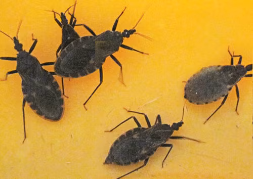 Bọ xít hút máu người có thể là trung gian truyền ký sinh trùng gây Chagas. Ký sinh trùng bệnh này có thể tồn tại trong cơ thể hàng chục năm rồi đột ngột tái phát, gây ra những bệnh liên quan tới đường tiêu hóa và tim mạch.