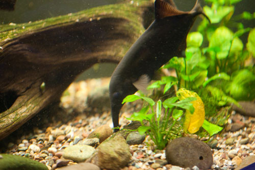 Cá vòi voi. Cá vòi voi có chiếc mũi dài trông giống như chiếc vòi của con voi. Chiếc mũi kỳ lạ này có chức năng như là một “máy dò” thức ăn bằng điện từ được nó sử dụng để kiếm ăn vào ban đêm.