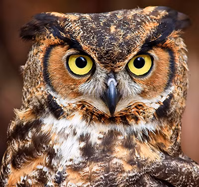 Kích thước của một con cú tùy thuộc vào từng loài cú. Loài chim cú nhỏ nhất chỉ nặng 28 gram và dài 13 cm. Loài cú lớn nhất có thể nặng tới 4,5kg và sải cánh rộng tới 2m.