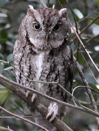 Loài cú không nhai thức ăn vì cũng giống như các loài chim khác, chim cú không có răng. Nếu con mồi quá lớn, nó sẽ dùng cái mỏ sắc nhọn của mình để xé nhỏ con mồi.