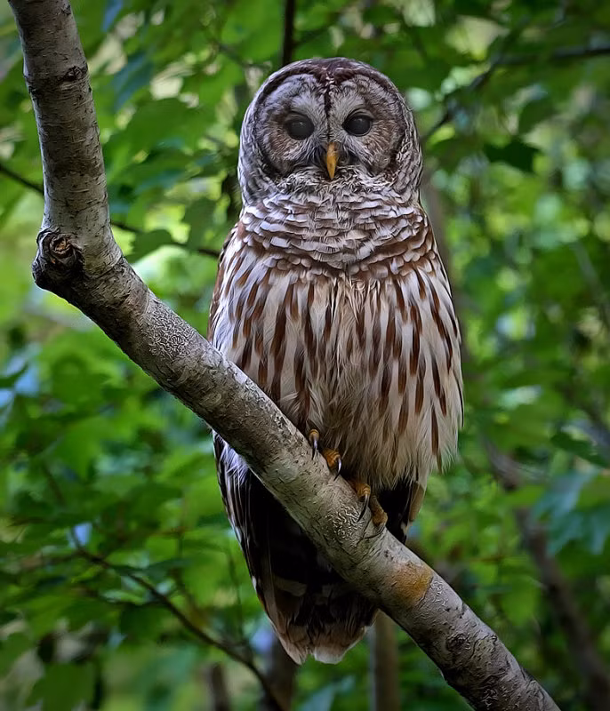 Mặc dù loài cú trông giống như có thể quay đầu được 360 độ nhưng thực chất nó chỉ quay đầu được tới 270 độ mà thôi.