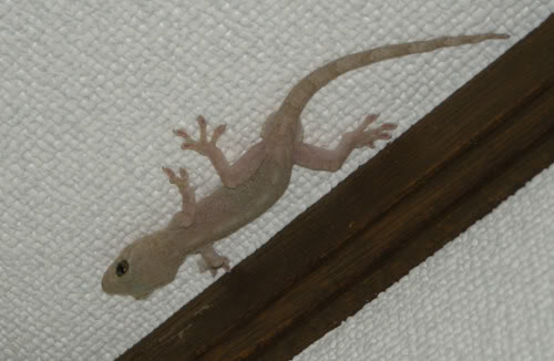 Nếu bạn nhìn thấy thấy thạch sùng rơi xuống hoặc bị chết khi nhà bạn đang có hỷ sự thì đây là điềm báo gở, báo hiệu cuộc hôn nhân sẽ không hạnh phúc, gặp nhiều trắc trở.