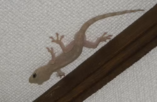 Nếu bạn nhìn thấy thấy thạch sùng rơi xuống hoặc bị chết khi nhà bạn đang có hỷ sự thì đây là điềm báo gở, báo hiệu cuộc hôn nhân sẽ không hạnh phúc, gặp nhiều trắc trở.