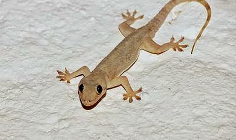 Quan niệm của người xưa cũng cho rằng, nếu nhìn thấy một con thạch sùng đang ăn mồi thì đây là điềm báo tốt. Thậm chí nếu vô tình nuốt phải con thạch sùng thì cũng là một điềm tốt và may mắn.