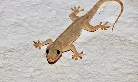 Quan niệm của người xưa cũng cho rằng, nếu nhìn thấy một con thạch sùng đang ăn mồi thì đây là điềm báo tốt. Thậm chí nếu vô tình nuốt phải con thạch sùng thì cũng là một điềm tốt và may mắn.