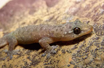 Ông bà ta cũng từng cho rằng, nếu thạch sùng phát ra tiếng kêu vào ban trưa là điềm gở, báo hiệu gia đình sẽ dễ gặp chuyện không may, hao tài tốn của.
