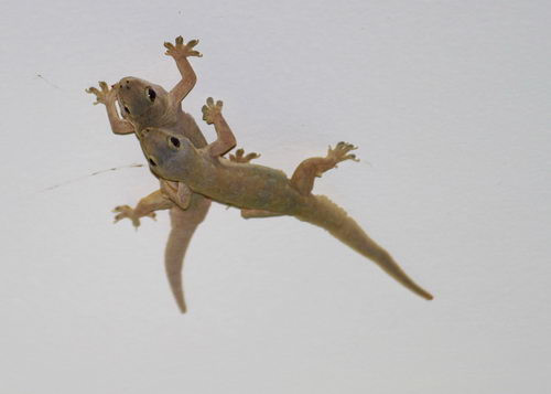 Người xưa quan niệm nếu một con thạch sùng leo lên vai trái của bạn thì bạn sẽ sớm được đón nhận điều may trong tiền bạc và sự nghiệp.