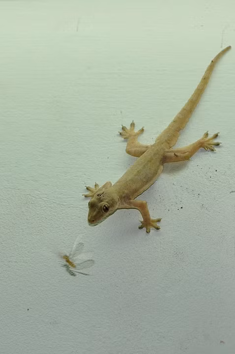 Do thạch sùng là con vật khá phổ biến nên nhiều nghĩ rằng việc nhìn thấy chúng là một điều hết sức bình thường. Tuy nhiên, theo quan niệm dân gian, đôi khi con vật nhỏ bé này cũng mang đến nhiều dấu hiệu điềm báo tốt hoặc xấu cho chúng ta.