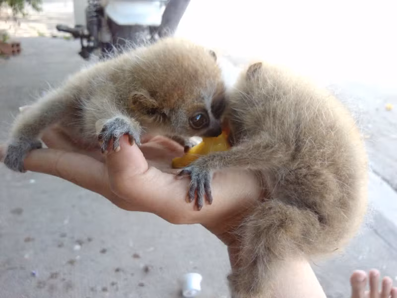 Cu-li là động vật ăn tạp. Thức ăn của nó gồm côn trùng, sên, động vật có vú nhỏ, trái cây, lá cây và các loại trứng.