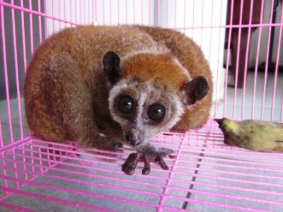 Cu-li hoạt động về đêm và chúng dành phần lớn thời gian ở trên cây. Ở đó, chúng bước đi chậm rãi và không phát ra tiếng động hoặc ngồi im bất động để rình mồi.