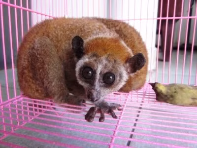 Cu-li hoạt động về đêm và chúng dành phần lớn thời gian ở trên cây. Ở đó, chúng bước đi chậm rãi và không phát ra tiếng động hoặc ngồi im bất động để rình mồi.