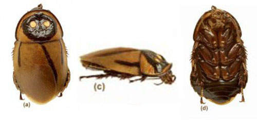 Ánh sáng mà loài gián phát sáng này phát ra là do những phản ứng sinh hoá xảy ra trong cơ thể chúng. Hiện tượng này khá hiếm hoi, chỉ có ở một nhóm nhỏ côn trùng, một số sâu đất và điển hình nhất là ở loài đom đóm.