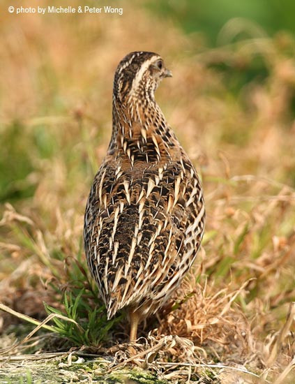 Khi bị đe dọa, chim cút sẽ bỏ chạy. Trong khi một số loài có khả năng chạy thật nhanh để trốn kẻ thù thì một số loài khác lại đứng yên bất động khi gặp nguy hiểm. Kẻ thù chính chim cút là cáo, mèo, chó sói đồng cỏ, gấu trúc Mỹ, đồi mồi, cú và rắn. Những động vật này thường săn tìm chim cút và ăn trứng của nó.