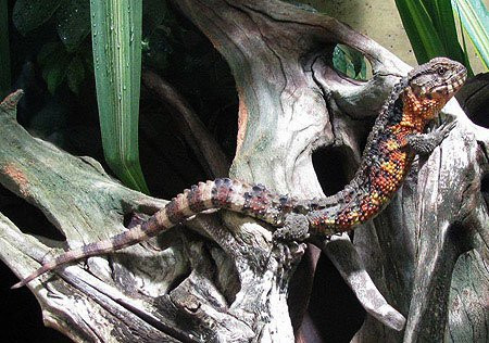 Thức ăn của thằn lằn cá sấu bao gồm các loài côn trùng nhỏ và giun đất. Ở nước ta, thằn lằn cá sấu chỉ được tìm thấy tại khu rừng nguyên sinh trên dãy núi Yên Tử. Tuy nhiên, ô nhiễm môi trường và tình trạng săn bắt bừa bãi đang đe dọa đến sự tồn tại của loài động vật kỳ lạ này.