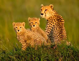 Sự thật gây kinh ngạc về loài báo đốm Su that gay kinh ngac ve loai bao dom