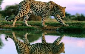 Đuôi của chúng được sử dụng như một bánh lái trong suốt quá trình săn đuổi. Nguồn: Soft Schools