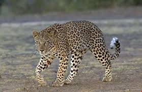 Chúng thích săn mồi vào sáng sớm hoặc tối muộn, khi đó nhiệt độ không quá nóng. Nguồn: Soft Schools