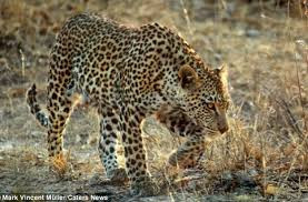 Trong một cuộc săn mồi, nhịp tim của báo đốm là 150 nhịp trong một phút, vận tốc trung bình là 96-104km/h. Nguồn: Soft Schools