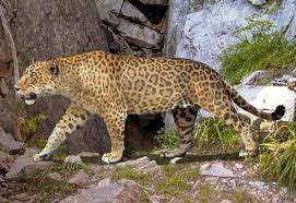 Sự thật gây kinh ngạc về loài báo đốm - Hình 2 Su that gay kinh ngac ve loai bao dom-Hinh-2