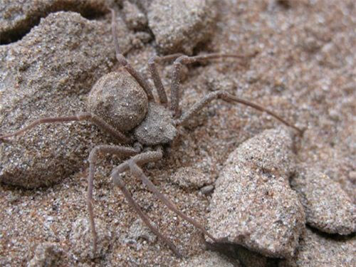 Nhện cát 6 mắt có họ với loài nhện sống ẩn dật Loxosceles. Bản tính của nó khá nhút nhát và ít khi chủ động tấn công con người nên rất ít trưởng hợp tử vong do bị loài nhện này cắn được ghi nhận trên thế giới.