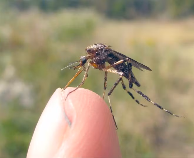 Muỗi Gallinipper thường rất hung hăng, nó tấn công người cả ban ngày lẫn ban đêm. Đặc biệt, khi bị loài muỗi này chích, nạn nhân sẽ có cảm giác rất đau đớn, giống như bị kim đâm.