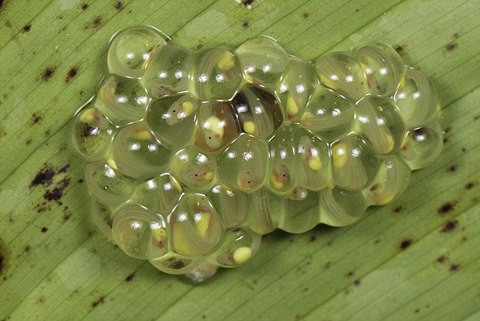 Mùa giao phối của loài ếch thủy tinh thường diễn ra sau mùa mưa. Ếch cái đẻ từ 20-30 quả trứng, và những quả trứng này bám vào mặt dưới của những chiếc lá nổi trên mặt nước. Ếch đực sẽ chăm sóc và vào bảo vệ trứng khỏi những côn trùng và các loài ký sinh. Sau 2 tuần, trứng nở thành nòng nọc và rơi xuống nước.