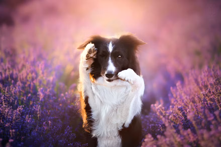 Chú chó Whisky nói "Hello" với tất cả mọi người.