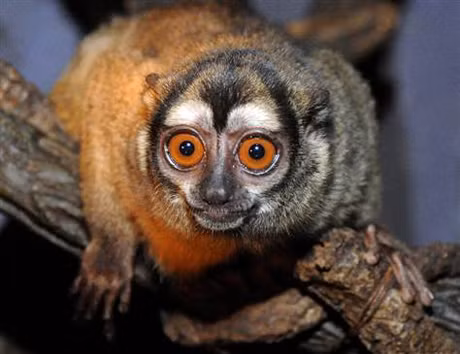  Khỉ cú Khỉ cú là loài động vật hoạt động về đêm khi chúng dành tới 17 giờ một ngày để ngủ. Đây là loài động vật linh trưởng cỡ nhỏ ở châu Mỹ có cặp mắt to và bộ lông từ màu nâu xám tới đỏ. Đa số khỉ cú chỉ sống với một bạn tình trong đời.