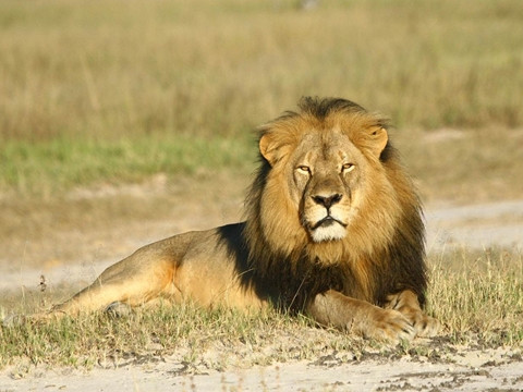  Một số loài động vật thuộc họ mèo Một số loài động vật thuộc họ mèo như mèo nhà, báo, sư tử thường ngủ 10 - 15 tiếng một ngày. Điều này có nghĩa là gần 2/3 cuộc đời của chúng luôn chìm trong trạng thái “say sưa mơ màng”. 