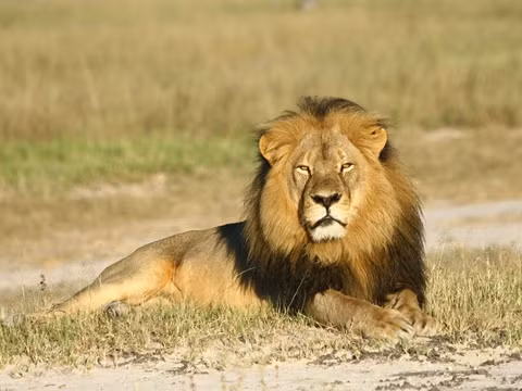  Một số loài động vật thuộc họ mèo Một số loài động vật thuộc họ mèo như mèo nhà, báo, sư tử thường ngủ 10 - 15 tiếng một ngày. Điều này có nghĩa là gần 2/3 cuộc đời của chúng luôn chìm trong trạng thái “say sưa mơ màng”. 