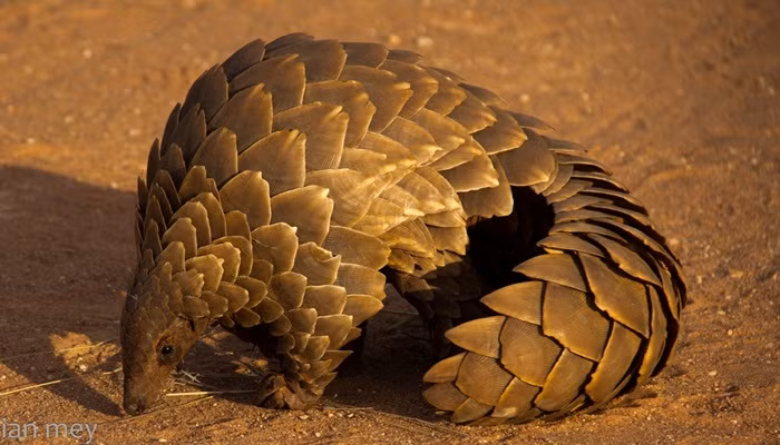  Trong khi hươu cao cổ chỉ dành 5 - 10 phút mỗi ngày để chợp mắt thì gấu túi, tê tê khổng lồ... lại dành tới 2/3 ngày chỉ để ngủ nướng. Tê tê khổng lồ Tê tê khổng lồ thường ngủ trung bình 18 tiếng một ngày trong những hố đất. Chúng chỉ thức dậy vào ban đêm và ngủ trong suốt thời gian còn lại của ngày. 