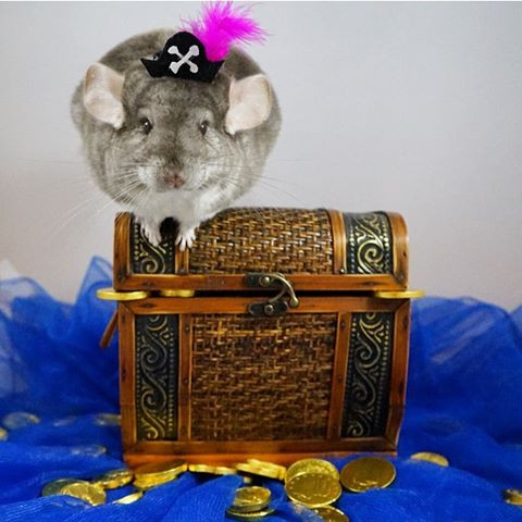 Với trí tưởng tượng của mình, Kaitlyn đã thiết kế cho chú sóc Cosette một loạt các trang phục đặc biệt