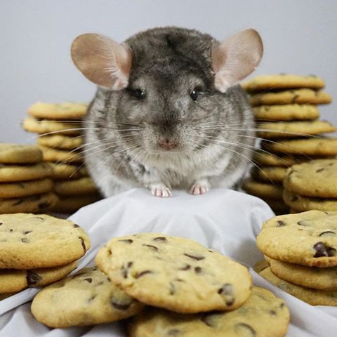 Cosette nhập tràn trong bánh quy.