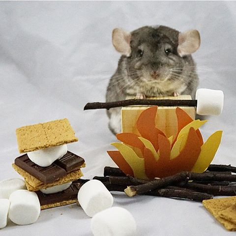 Chủ nhân của Cosette là cô Kaitlyn Mulvaney sống tại New York.