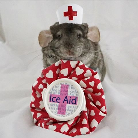 Khi thì Cosette được "hóa thân" thành nhân viên y tế.