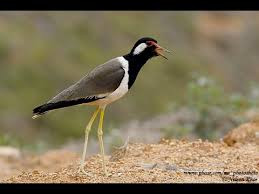 Kẻ thù của chim te te là cáo và quạ.