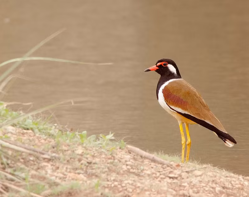 Loài chim này có đôi cánh rộng và lớn cùng với cái đầu tròn. Chúng vỗ cánh rất chậm và thật nhẹ.
