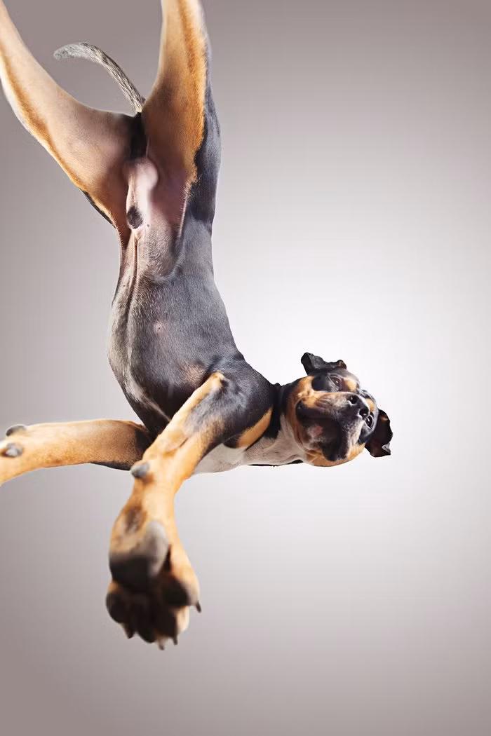 Sky từng hai lần bị chó dữ tấn công trong quá khứ. Ảnh của Slovenia Katja Jemec.