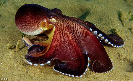 Bạch tuộc dừa. Bạch tuộc dừa có thể phát ra ánh sáng từ hơn 40 xúc tu ở rìa vòi. Đặc biệt hơn cả, nó có thể biến đổi, điều khiển được việc phát sáng của các xúc tu này như phát sáng hoàn toàn, sáng nhấp nháy hoặc không phát sáng.