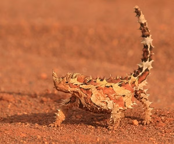 Đúng như tên gọi của nó, cơ thể của thằn lằn gai được bao phủ bởi những chiếc vảy gai hình nón, có màu vàng, cam, đỏ, nâu và trắng. Màu sắc này hòa lẫn vào màu của môi trường xung quanh có tác dụng ngụy trang. Đặc biệt, thằn lằn gai có khả năng thay đổi màu sắc theo từng thời điểm trong ngày và theo mùa.