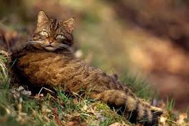  Mèo rừng là loại mèo nhỏ có cân nặng từ 4kg-9kg, chiều dài từ 46cm-78cm. Con đực và con cái rất giống nhau. Nguồn: Soft Schools