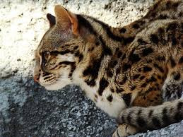  Thời kỳ mang thai của mèo rừng cái khoảng 76-84 ngày và có 1 hoặc 2 con mèo rừng con được sinh ra trong một lứa. Nguồn: Soft Schools