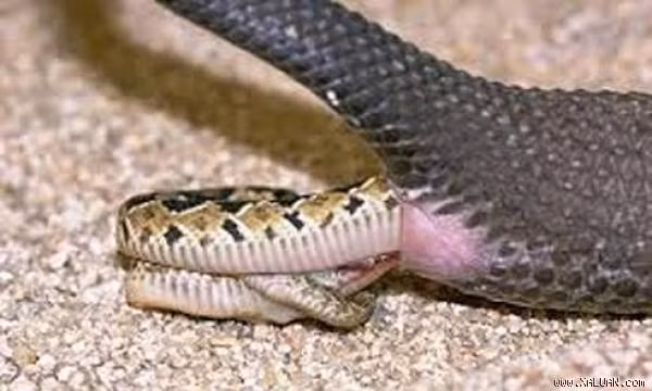 Rắn Ovoviviparous. Rắn Ovoviviparous có hình thức sinh sản rất độc đáo. Rắn cái không đẻ trừng mà giữ trứng trong cơ thể. Sau đó, khi rắn con nở, chúng trườn khỏi bụng mẹ mà vỏ trứng vẫn nằm trong cơ thể rắn mẹ.